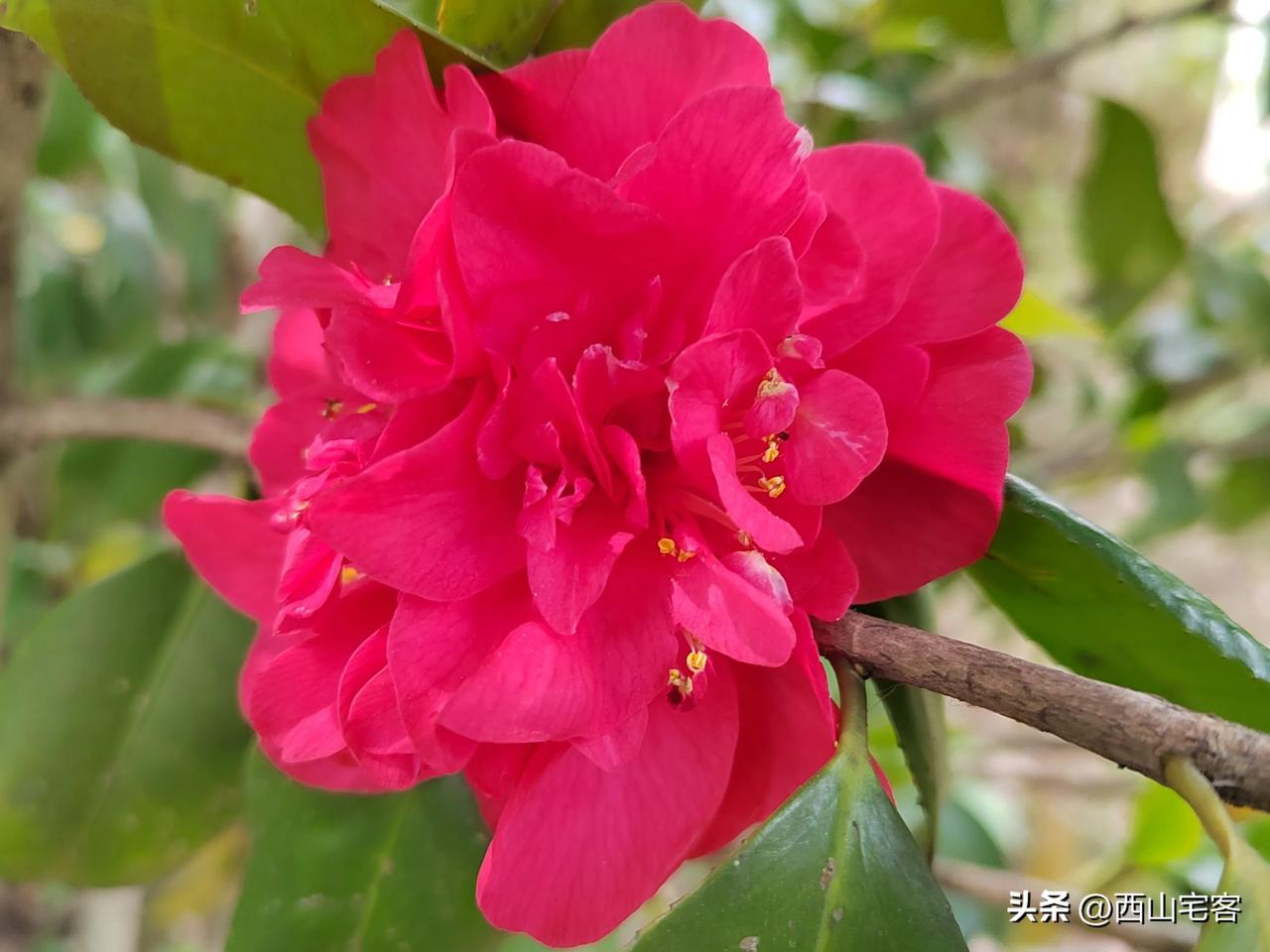 《那棵山茶树》
认识你的那一天
在这棵山茶树旁边
花开了
又谢了
我们相恋了
