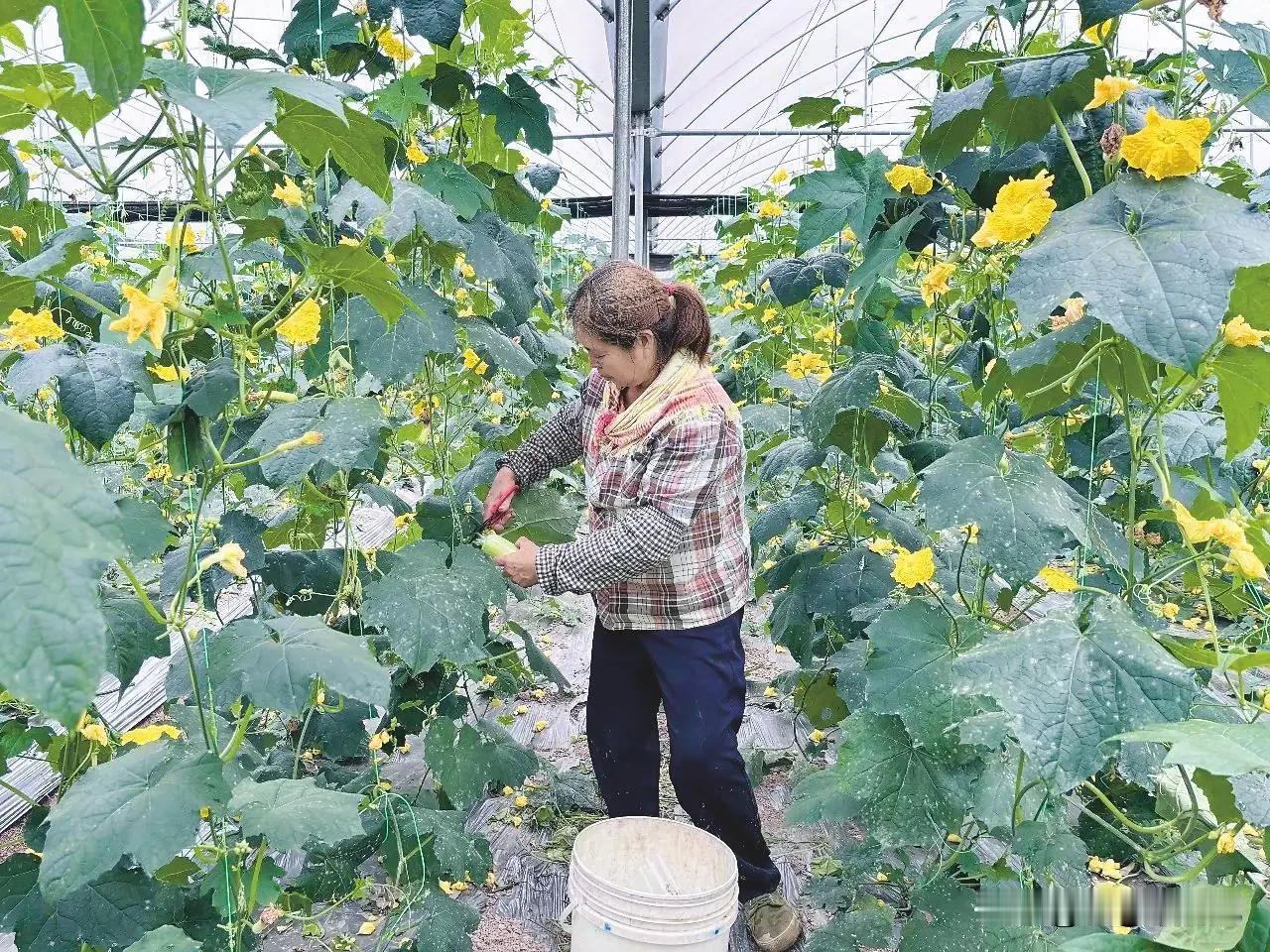 女子摘黄瓜发现“藤蔓”竟是蛇“总结得太到位了！盛夏田间劳作，‘警惕’是最好的防护