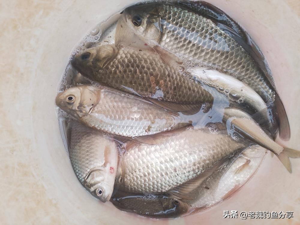 别看今天出大太阳你提着桶就往水库跑，信不信熬到天黑连片鱼鳞都摸不着。早春的鲫鱼刚