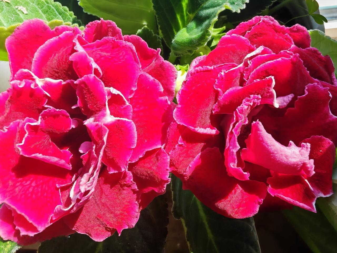 相册里的花花草草