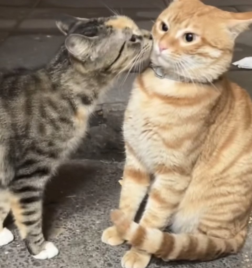 哎呀 
