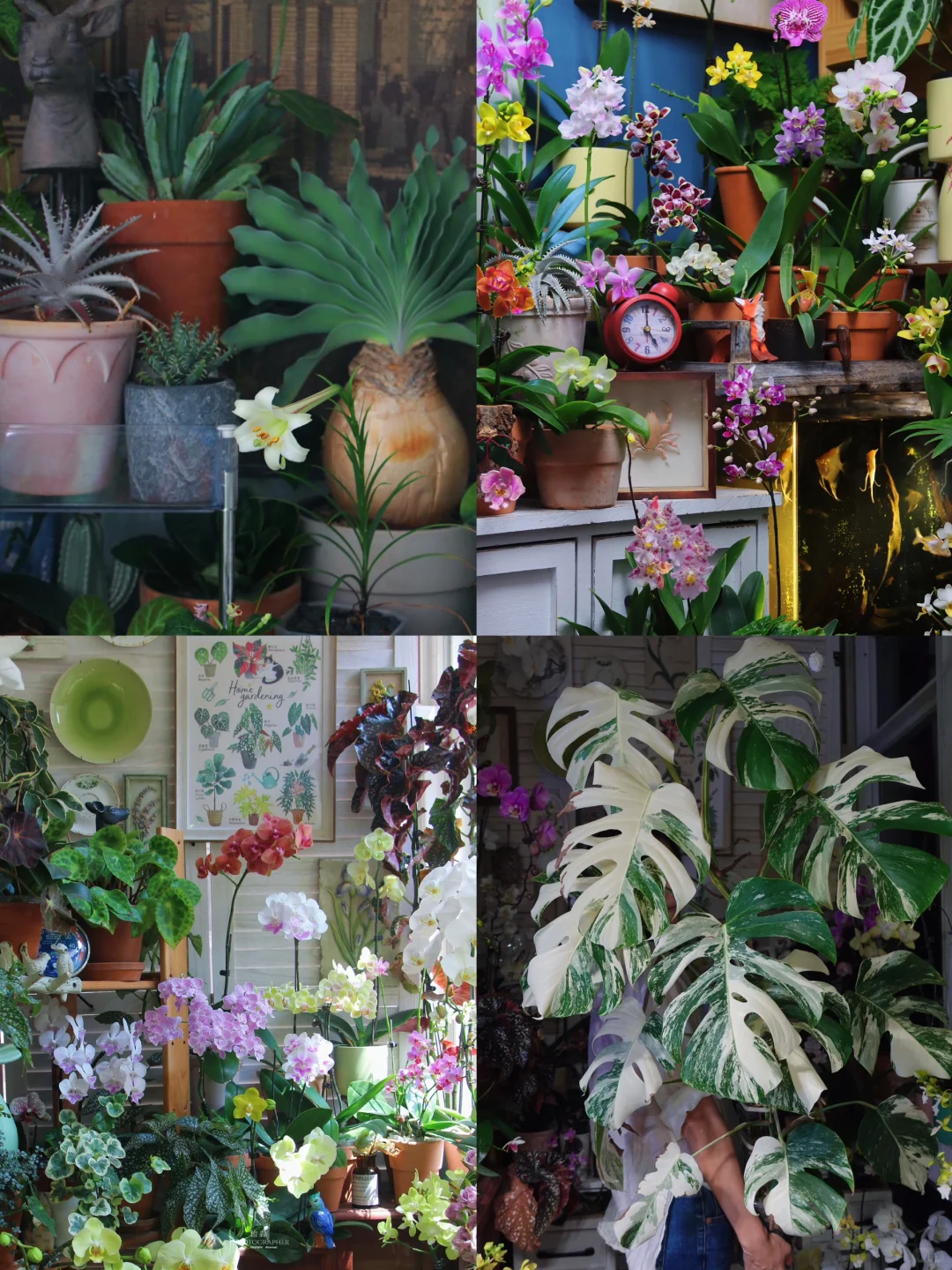 My balcony garden ，it's my happy place