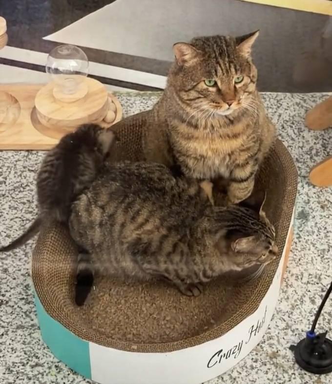 流浪猫也能“带编上岗”了？你没看错，这确实是机场，不是动物园，也不是宠物店。
