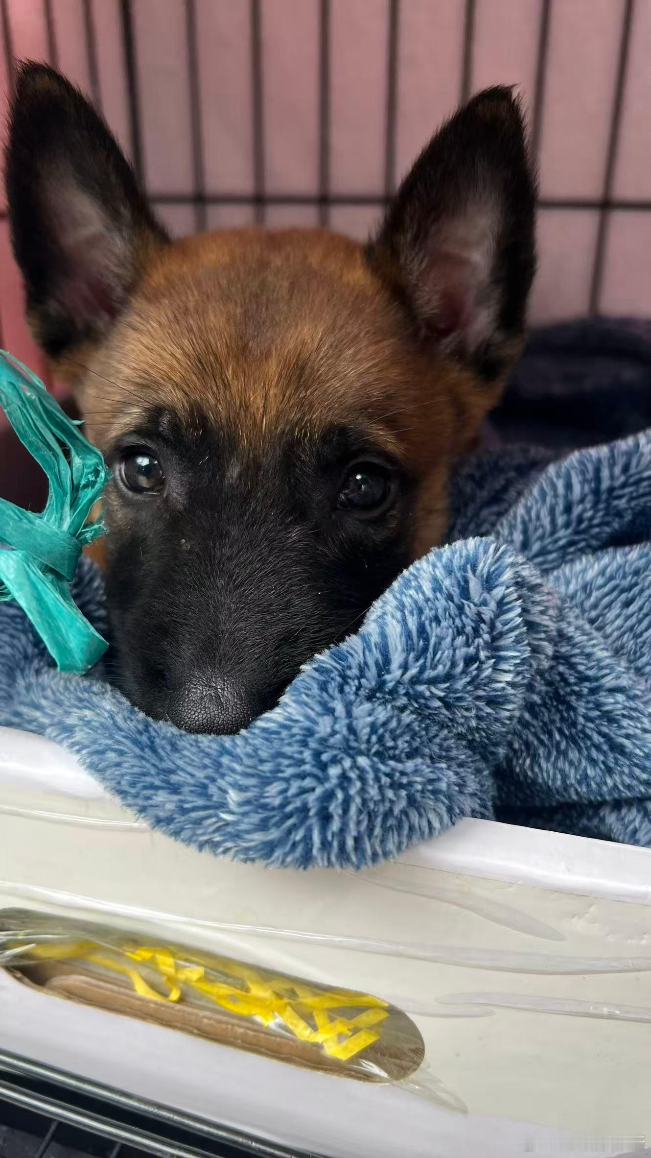 这狗长得我可太稀罕了！