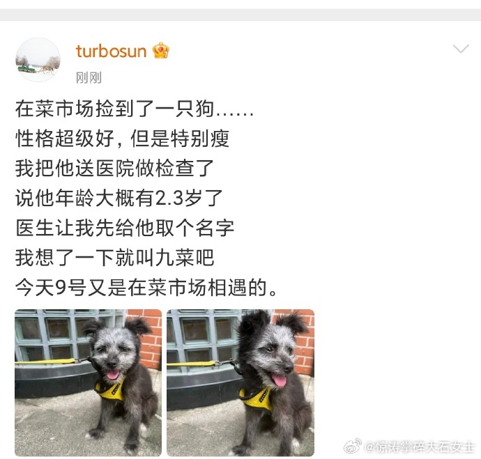 孙俪捡的流浪狗孙俪起名从菜市场到医院，她给流浪狗 “九菜” 新生，也为大家敲响收