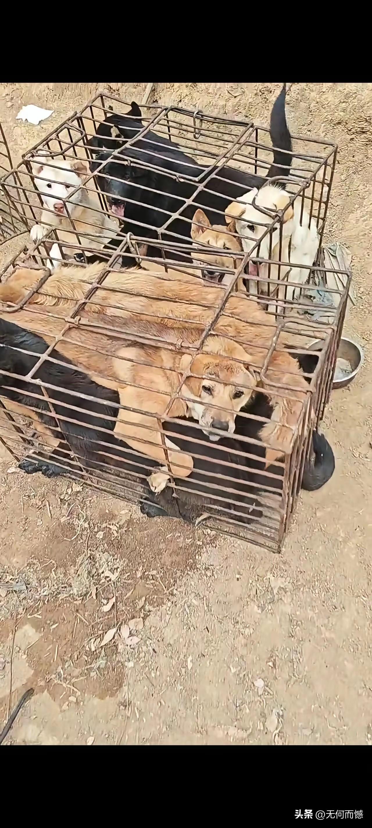 狗贩子为什么要费九牛二虎之力，把狗塞进狭小的笼子里？一开始总是不理解，弄一个宽敞