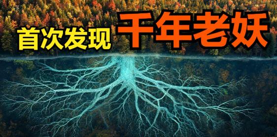 112棵树一夜暴毙，凶手是一只蘑菇——9.6平方公里、3.5万吨、活了8600年