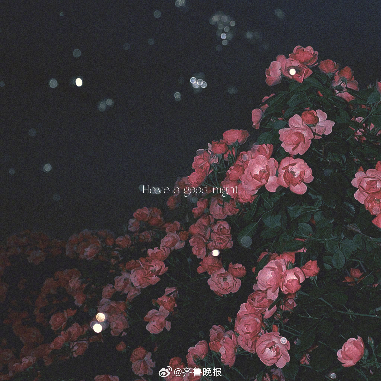 不必光芒万丈只要温暖有光#晚安#