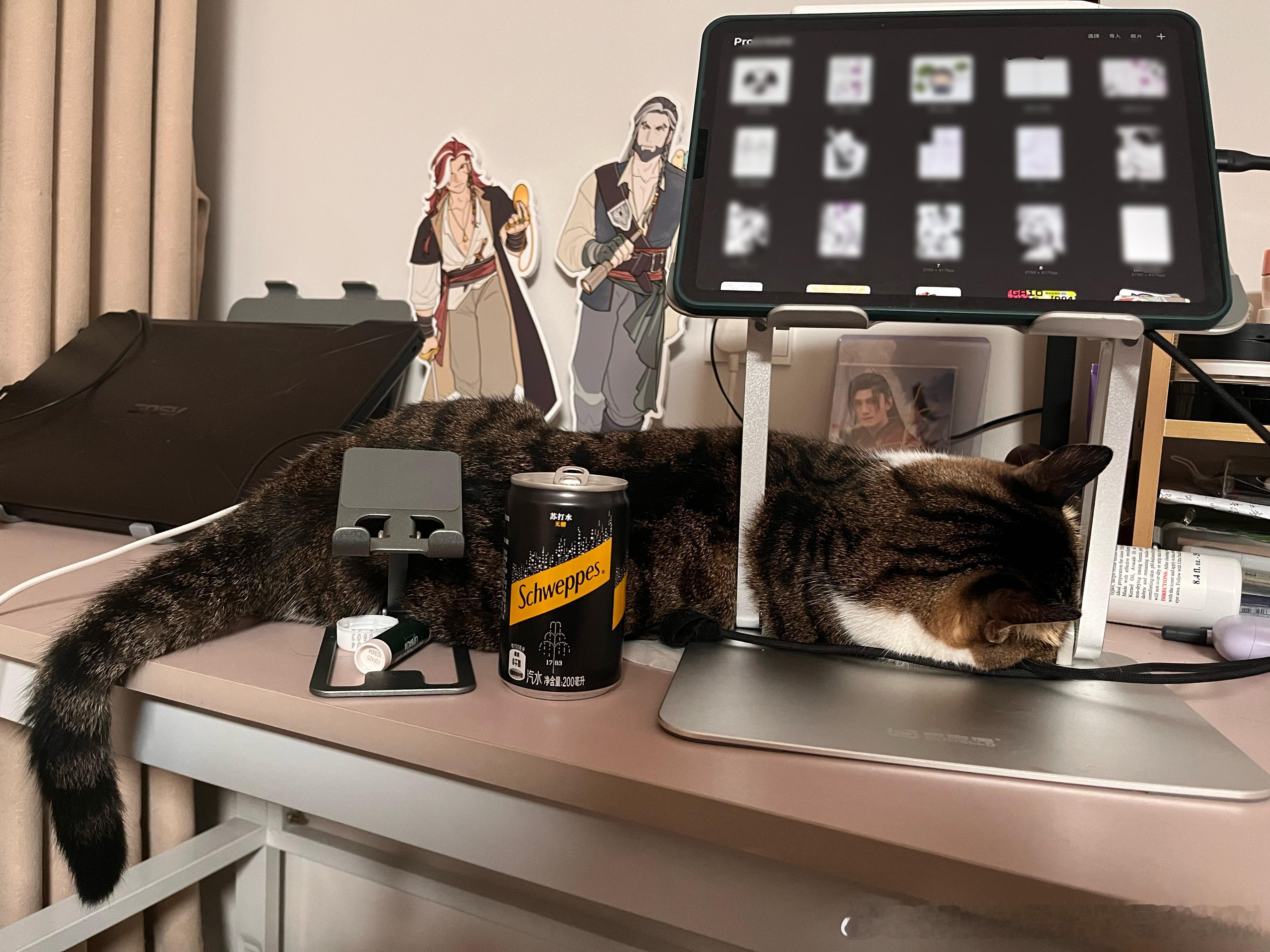猫猫虫 