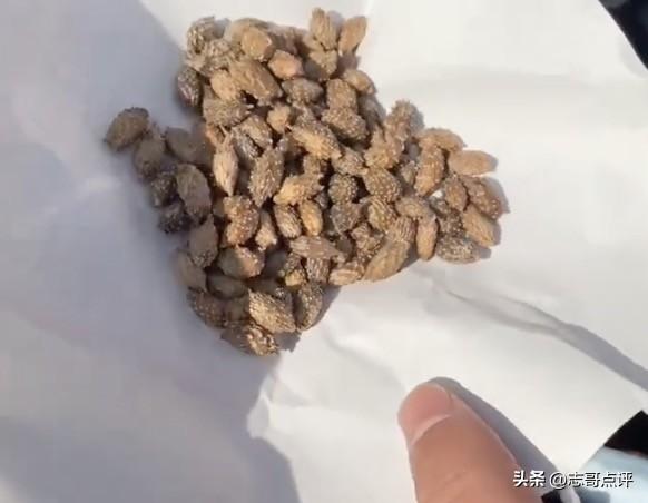 不可否认的是一些偏方的确是有奇效，但是咱也得用对方法，这一旦用错了方法，非但是治