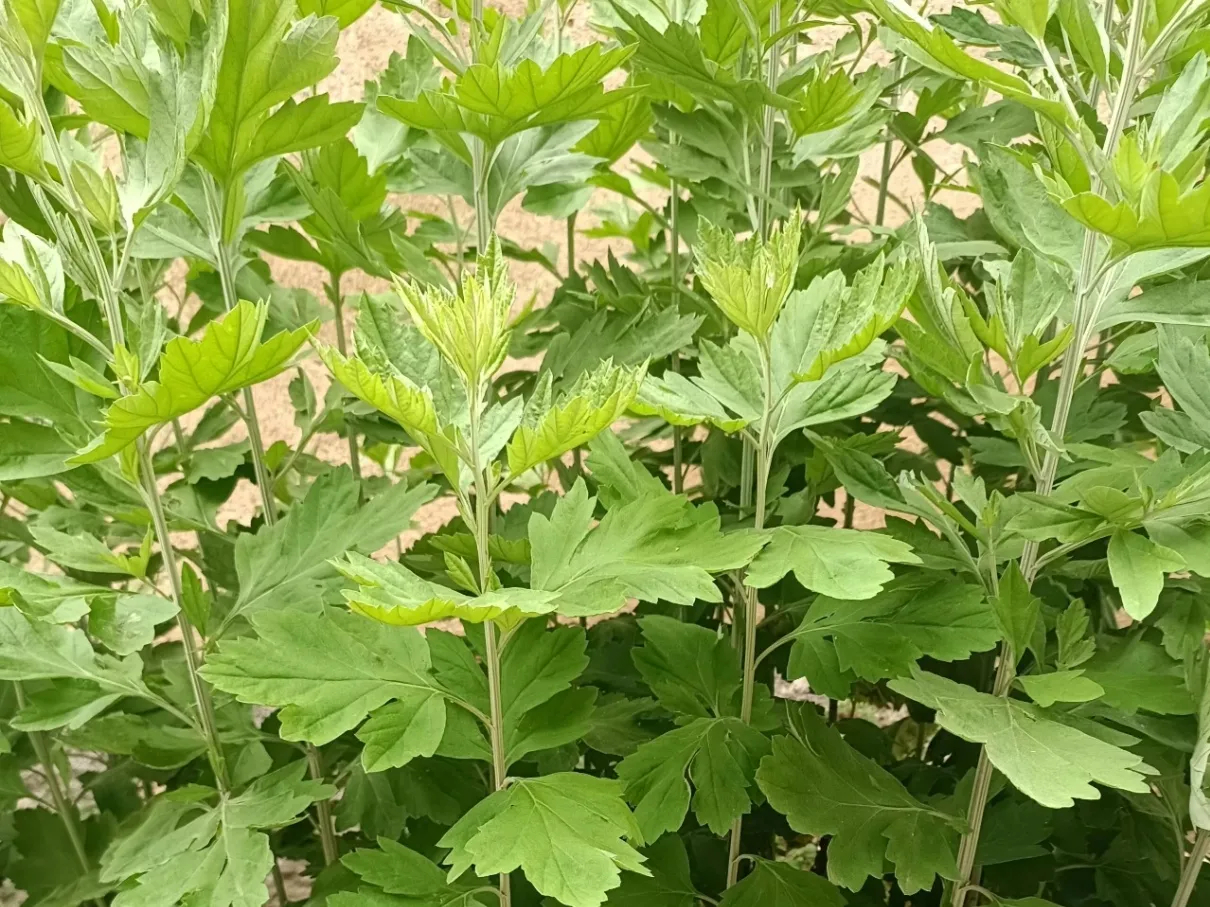 端午挂艾草注意事项：1. 艾草用红绳捆束；2. 只挂单数：3株象征天地人三才，5