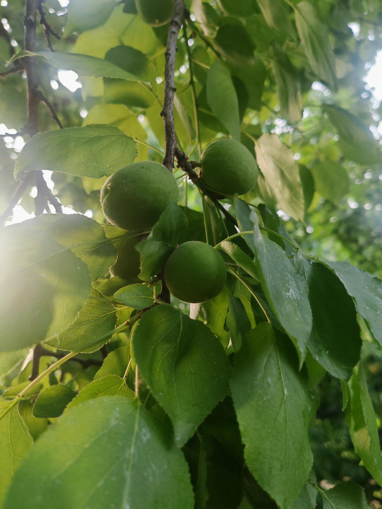 分享一下你随手拍下的照片初夏的杏树枝叶繁茂，鲜亮的绿叶层层叠叠铺满枝头，细碎阳光