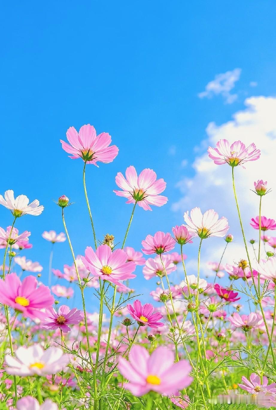 一花含清韵，临风得安然。
不争尘间闹，静心渡暑闲。
闲观云影过，浅嗅晚风绵。
俗