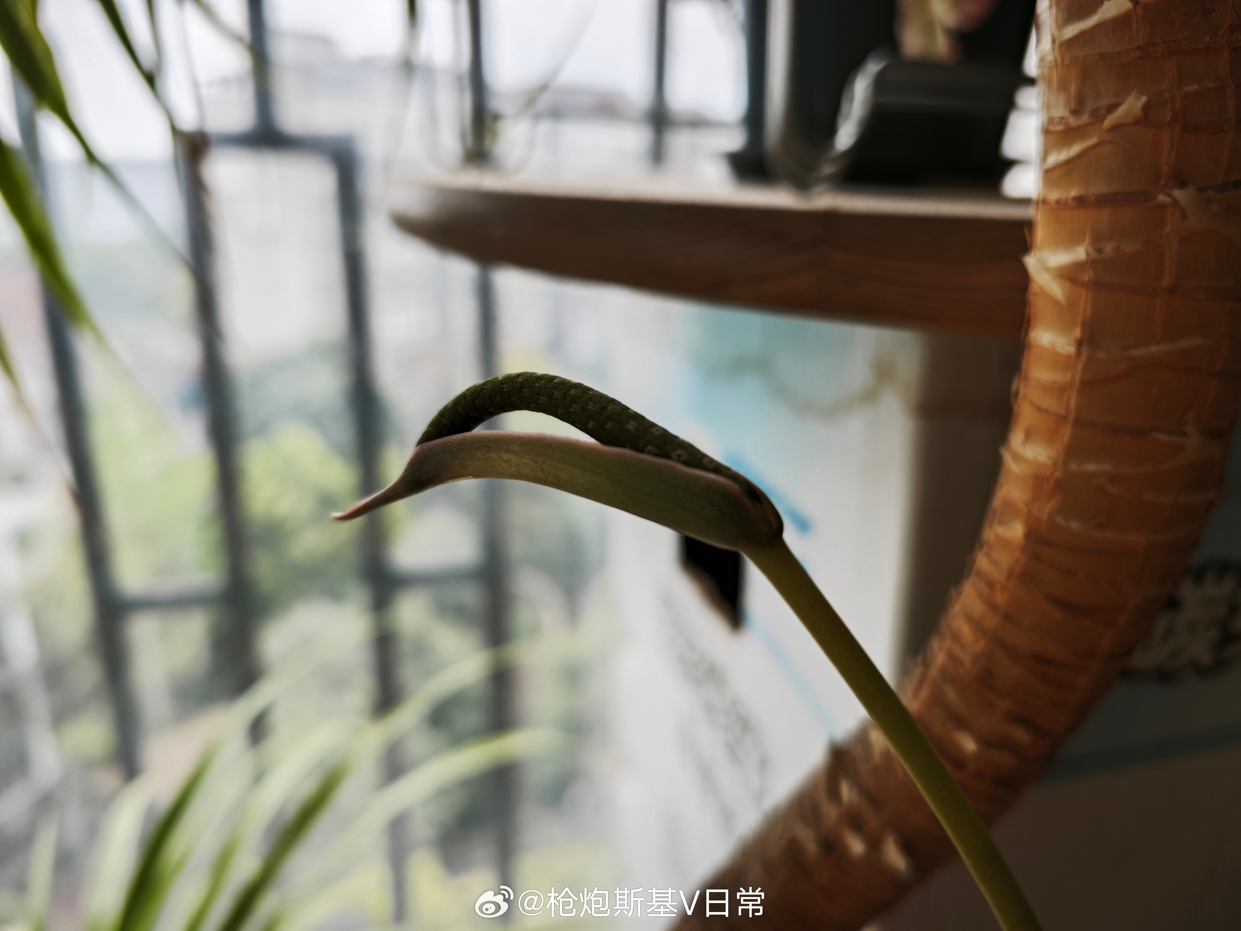 花烛开花了，样子还挺好看的呢 