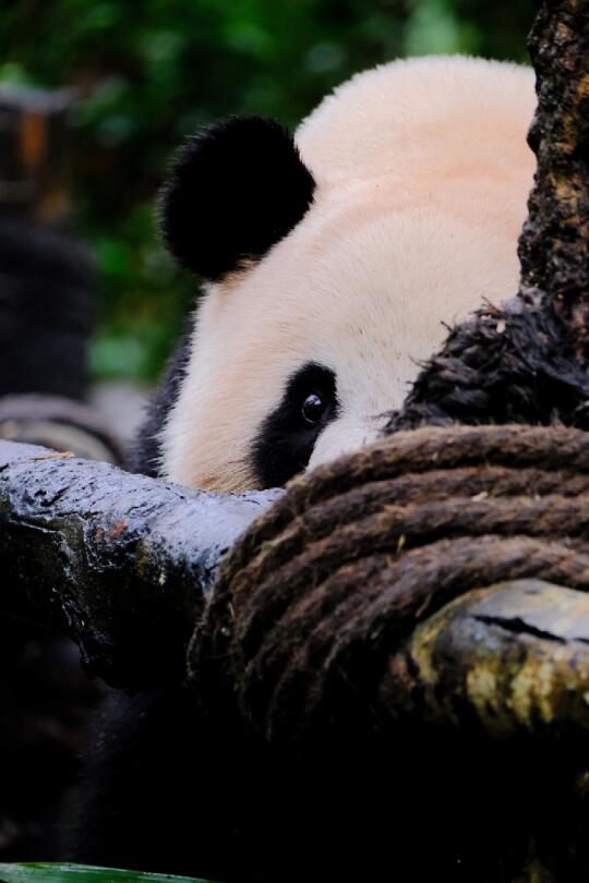 肉肉：不准说窝坏话哦，窝会永远监视你滴