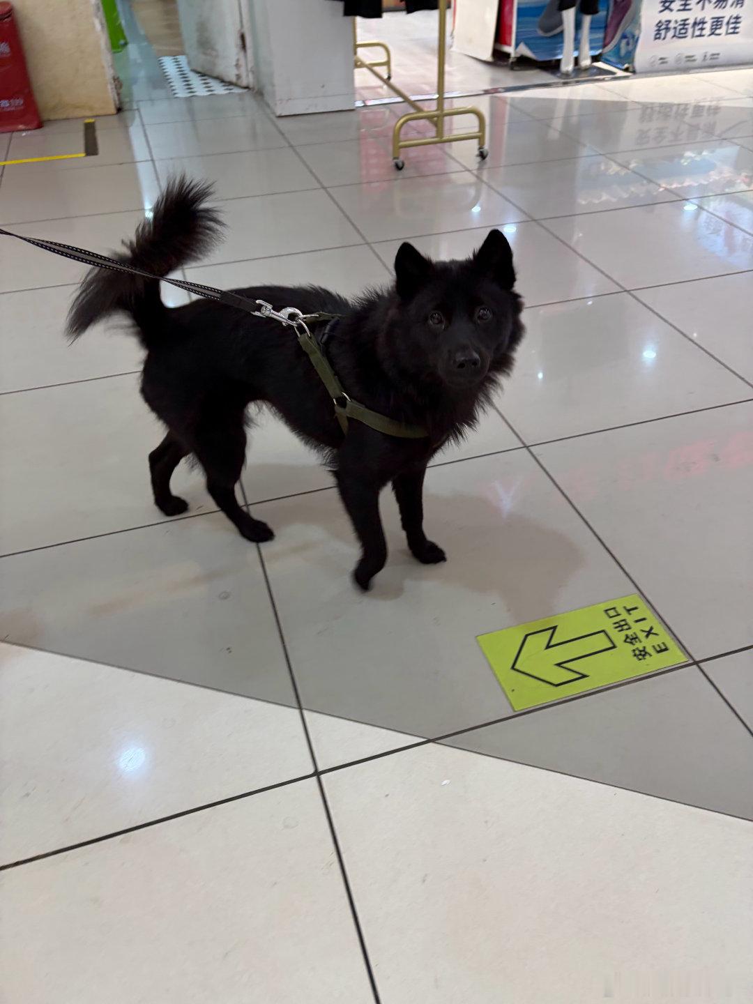 出去玩就是摸狗 