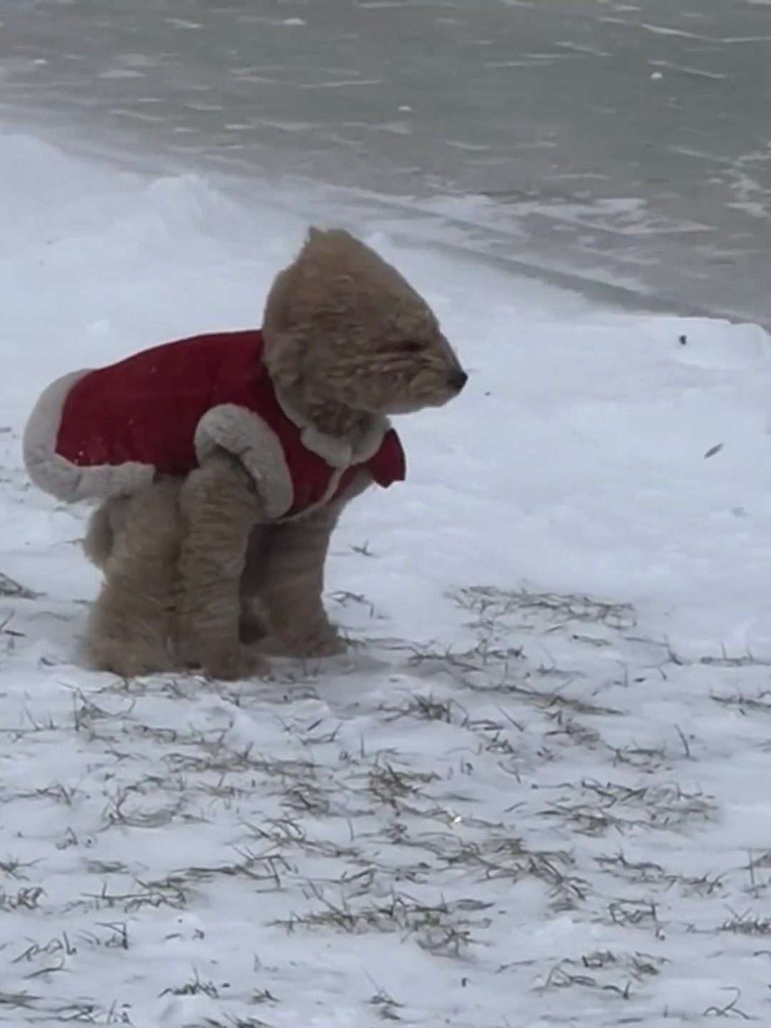 小狗在暴风雪中拉屎 