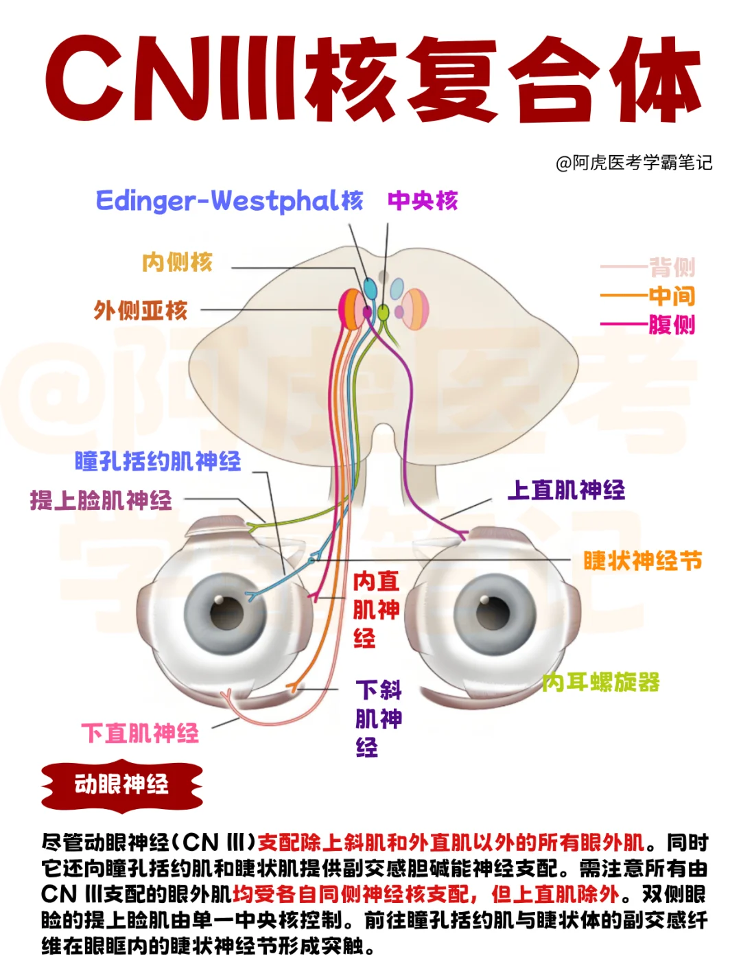 医学生笔记📒：动眼神经核复合体👆