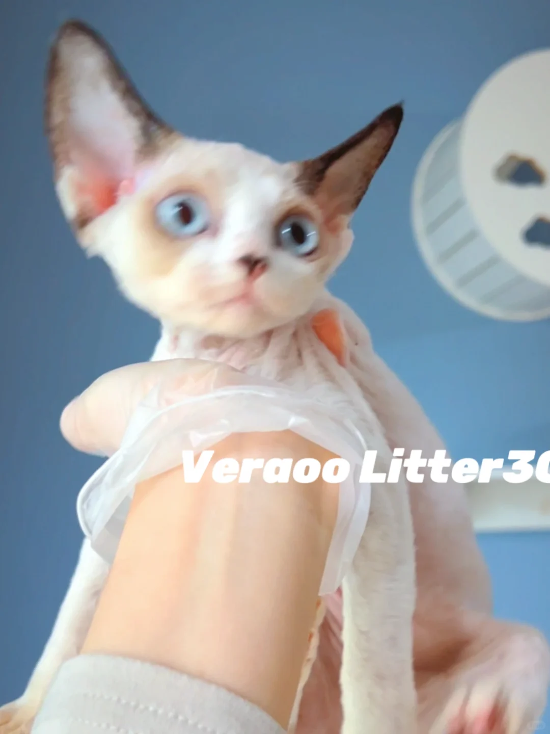 家有小仙女初长成｜德文卷毛猫