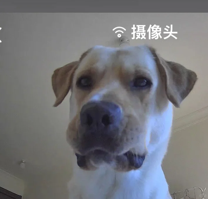 和小狗视频🥰🥰
