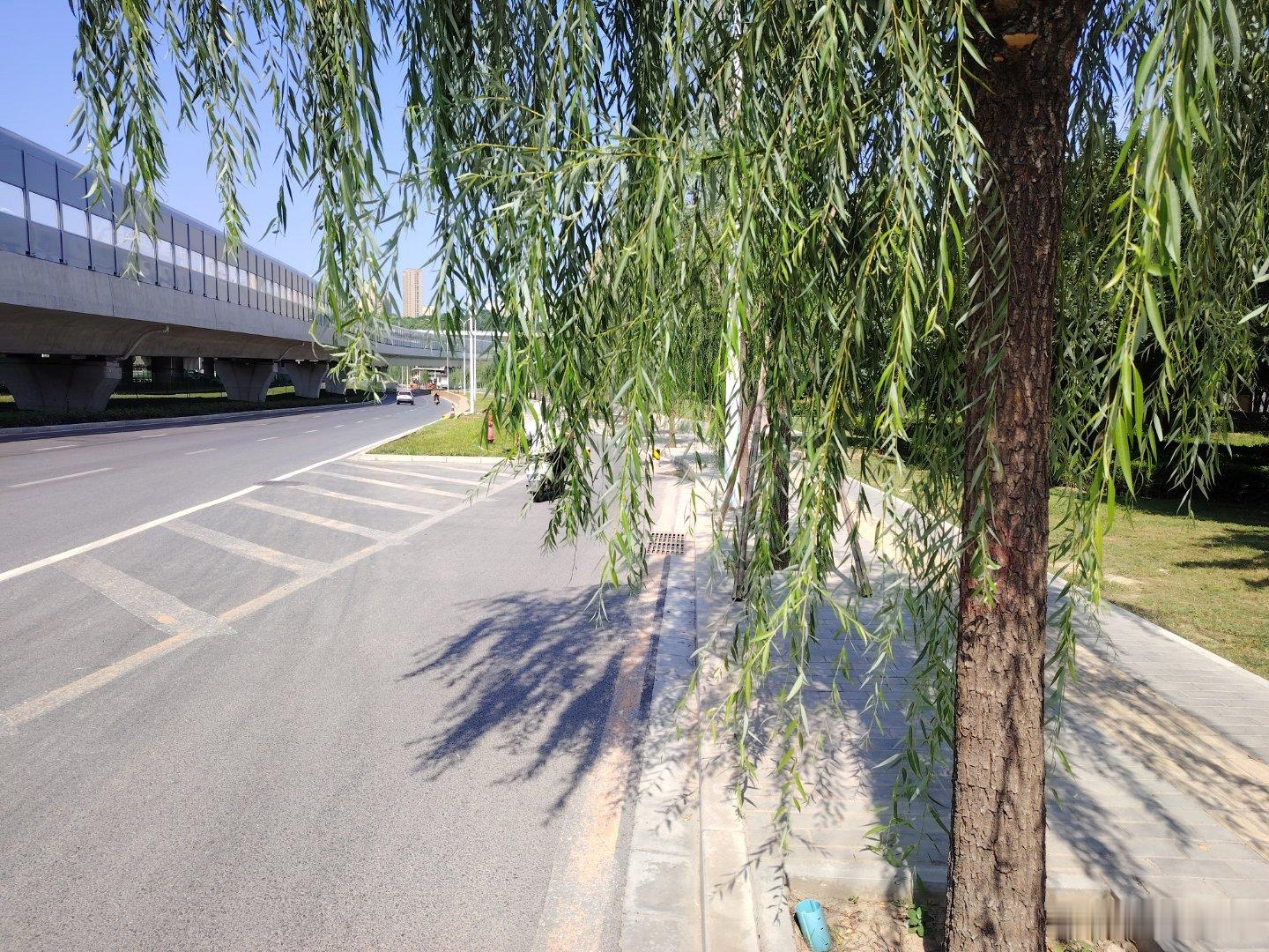 西安爆料 南三环从田马路到登高路这一段，路边行道树是柳树，最近柳枝太低了，骑车碰