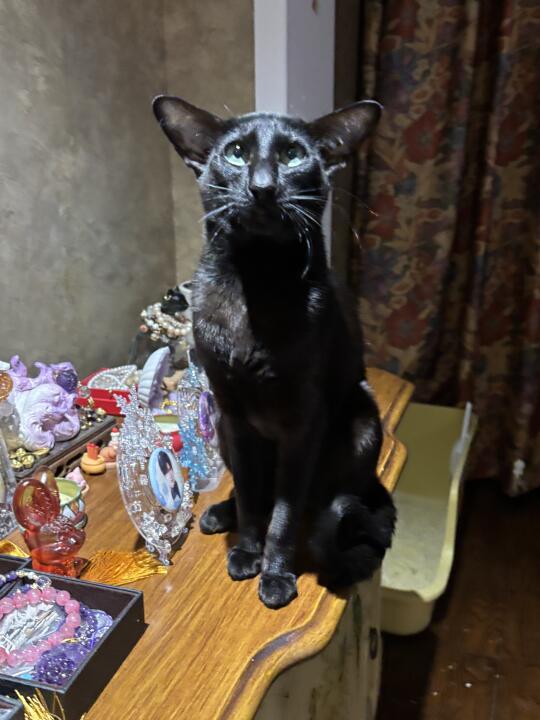 美丽的谷子和小猫最配