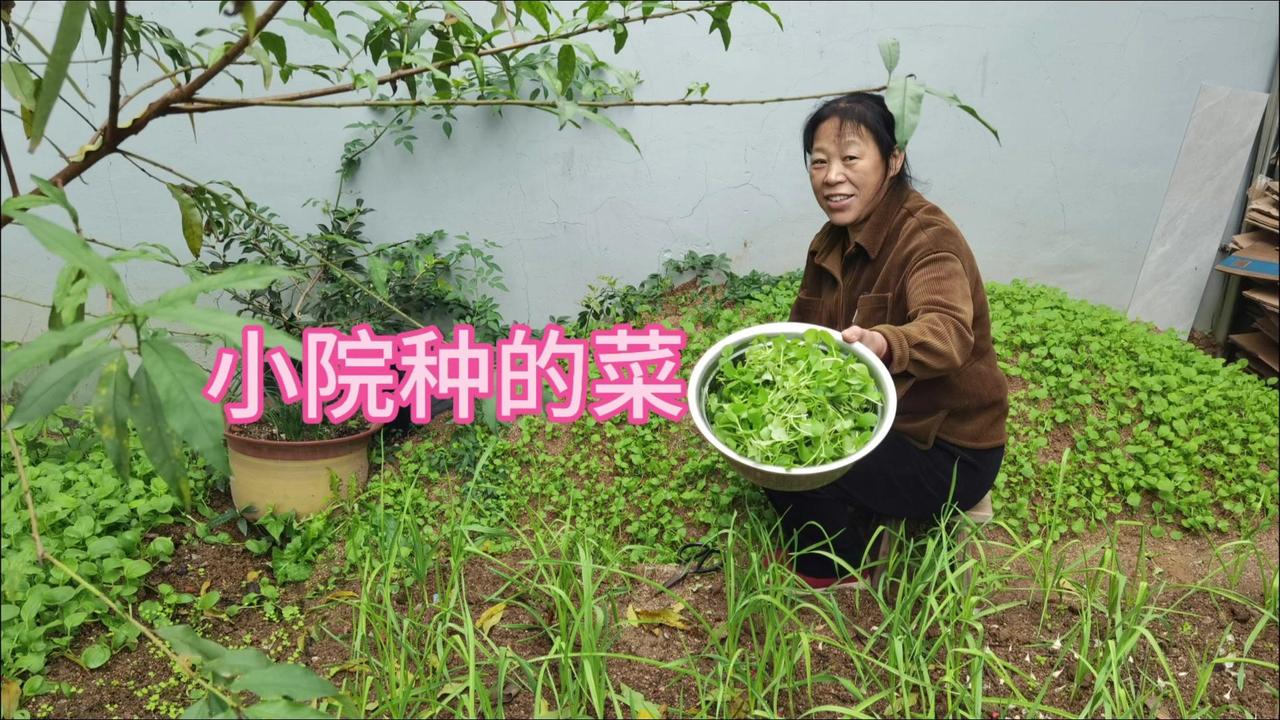 🌿农家小院里种满了菜，绿油油的看着就舒心。比种花实用多了，随时能摘新鲜的吃。早