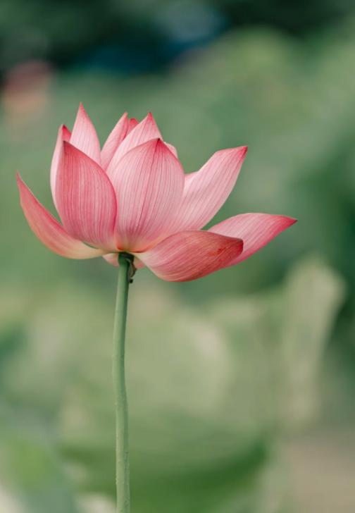 情人的关系，为什么这么难？
亲爱的朋友们大家好，我是海林小百科。今天我们聊聊情人