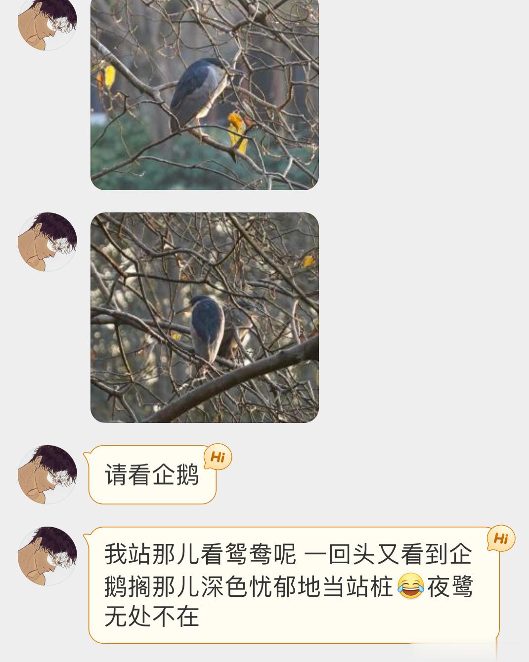 #鸟粉投稿# 缩着脖子的夜鹭🙊 ​​​