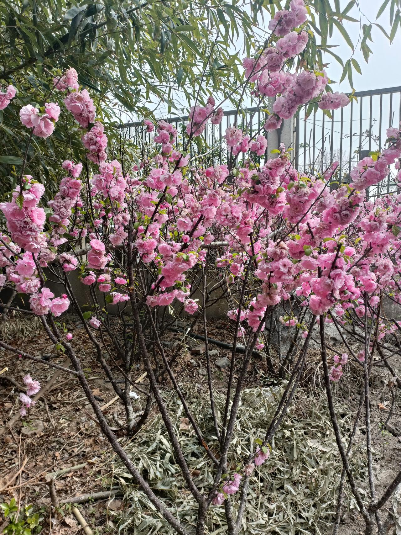 记录我的2026小区内的花树也各异，非常漂亮