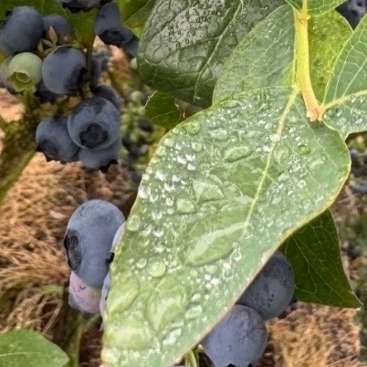 蓝莓完整种植教程（盆栽+地栽通用，新手易懂）一、选品种（按地域选，关键）• 北方