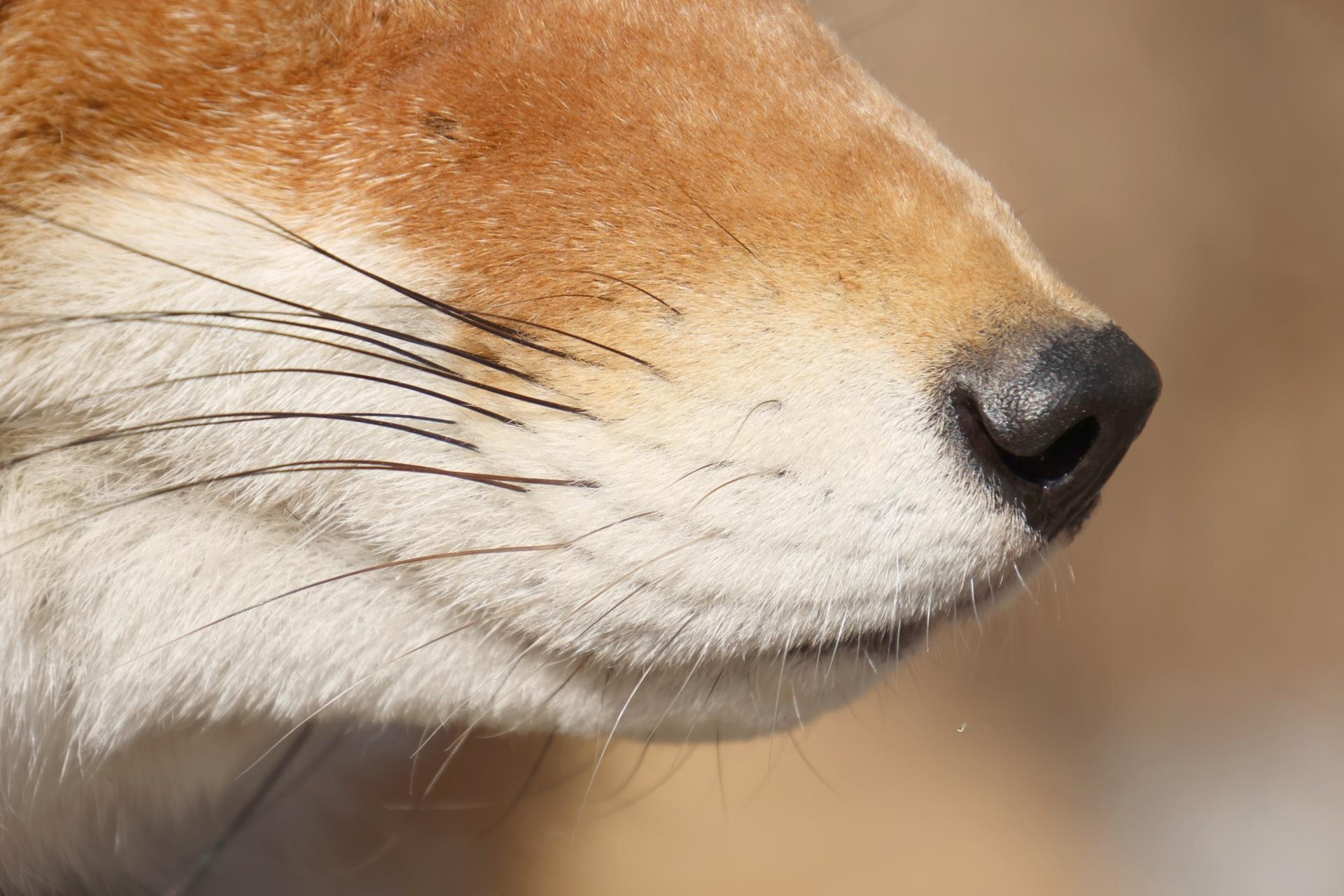 狐狸 近距离观察狐狐的嘴筒子和胡子肉肉！怎么也能看出油光水滑的感觉~【推：che
