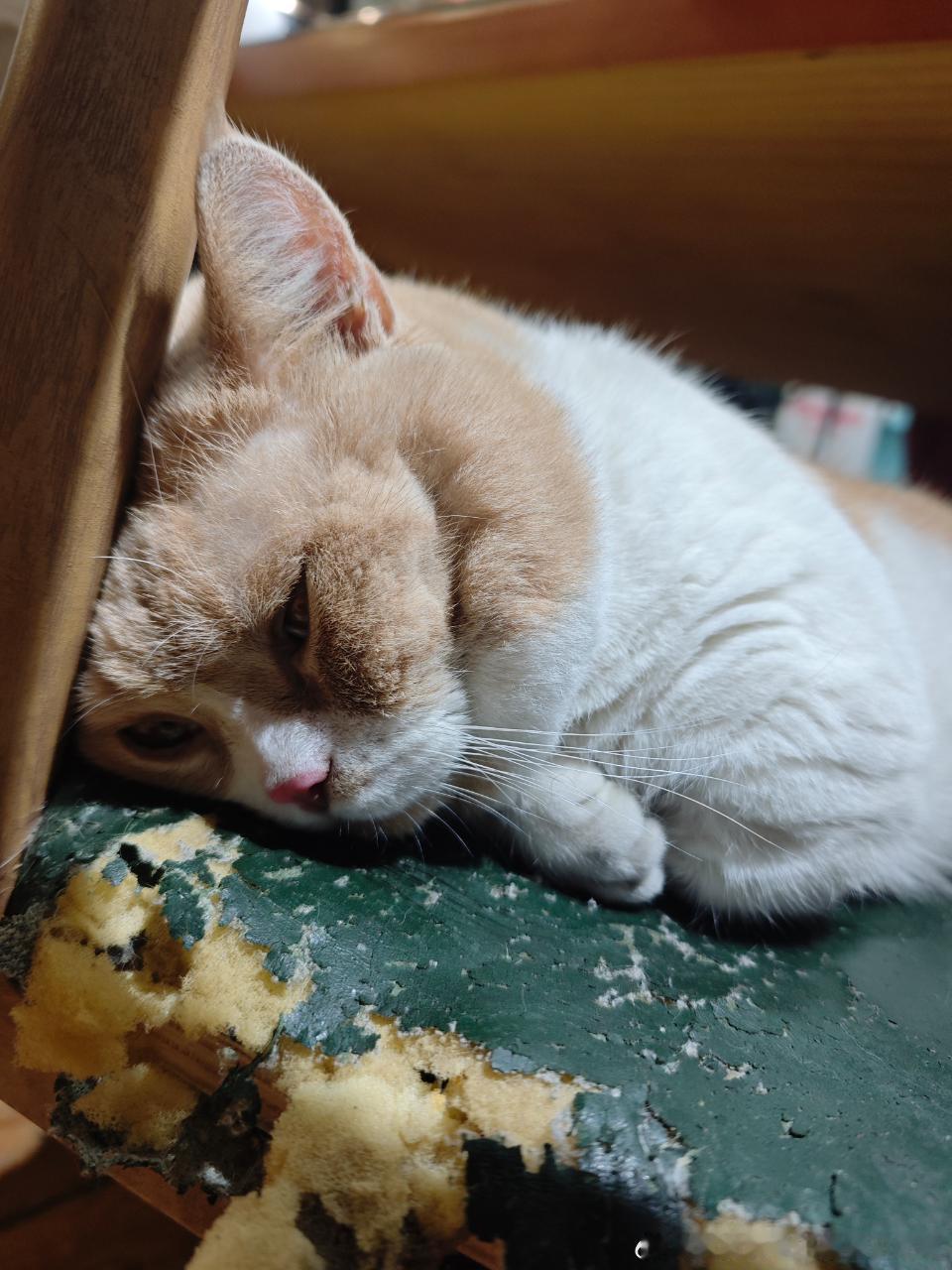 49380【丑猫】画室忧郁美少男喵 