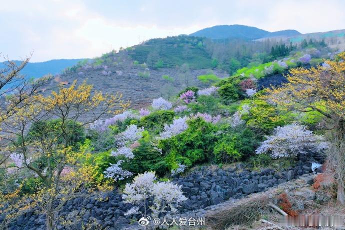 这个五一在台州苍山顶上开启撒欢模式 “我在苍山的夜，穿过了雾里”。五月风暖，苍山