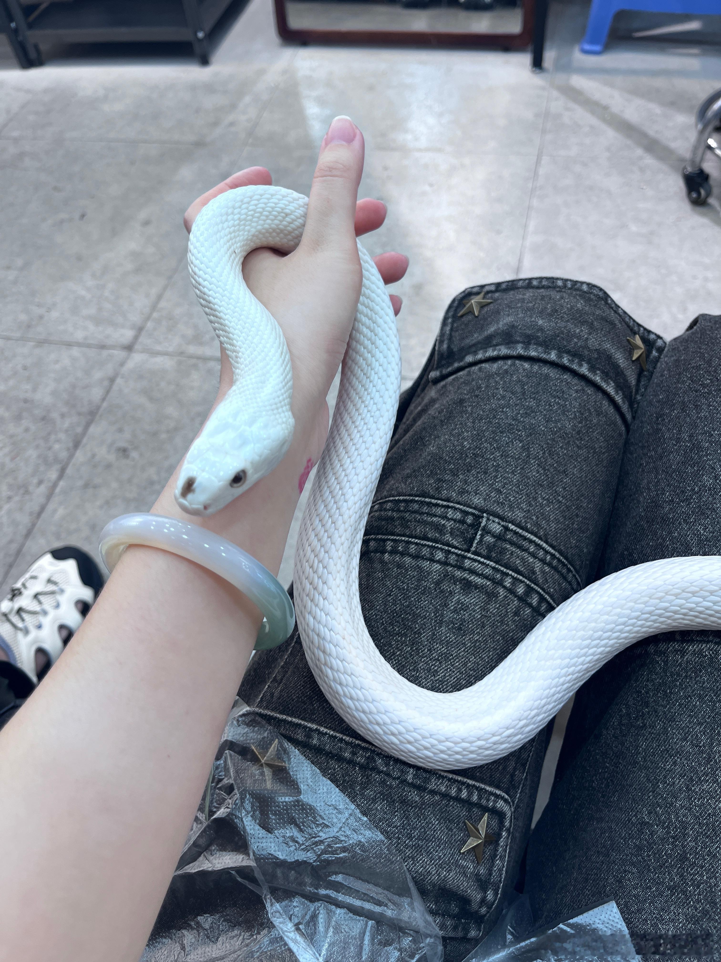 还是蛇 肥肥小白 