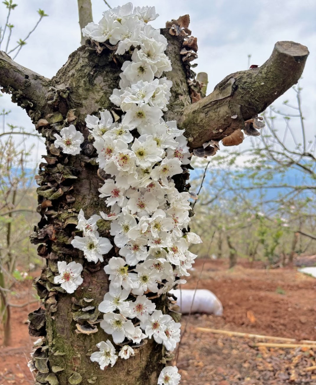 枯木🪾梨花，枯木逢春   见者好运