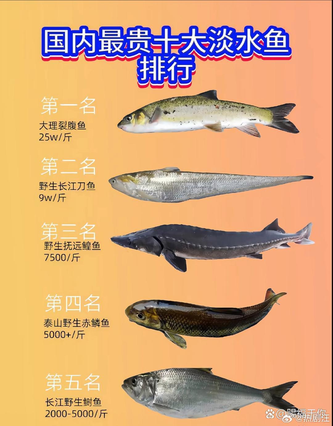 国内最贵十大淡水鱼排行 