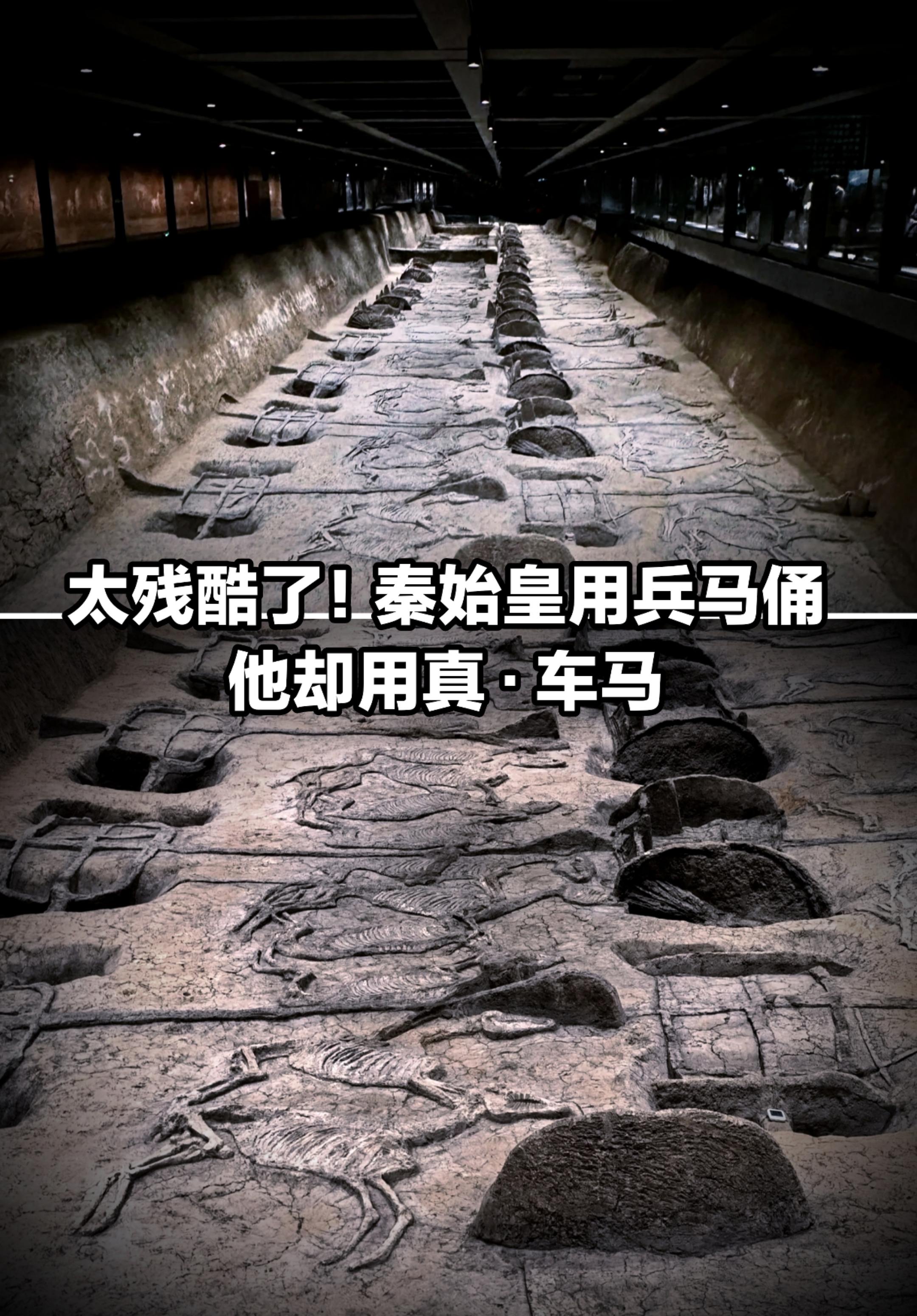 太残暴了！秦始皇用兵马俑，而他却用真车马。