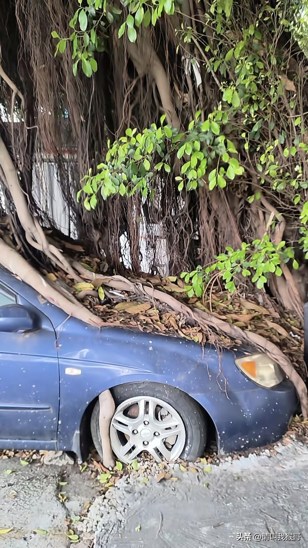 猜猜是先有树，还是先有车？