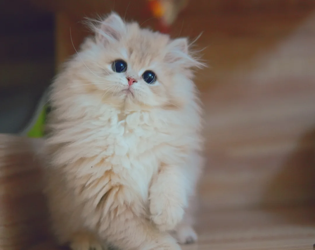 来，看小猫！蓝金小猫在线卖萌