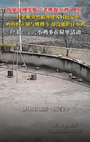 “万物有灵！”重庆，一只老鹰俯冲进村民家中，想要抓小鸡，旁边狗子看到后慌忙躲到一