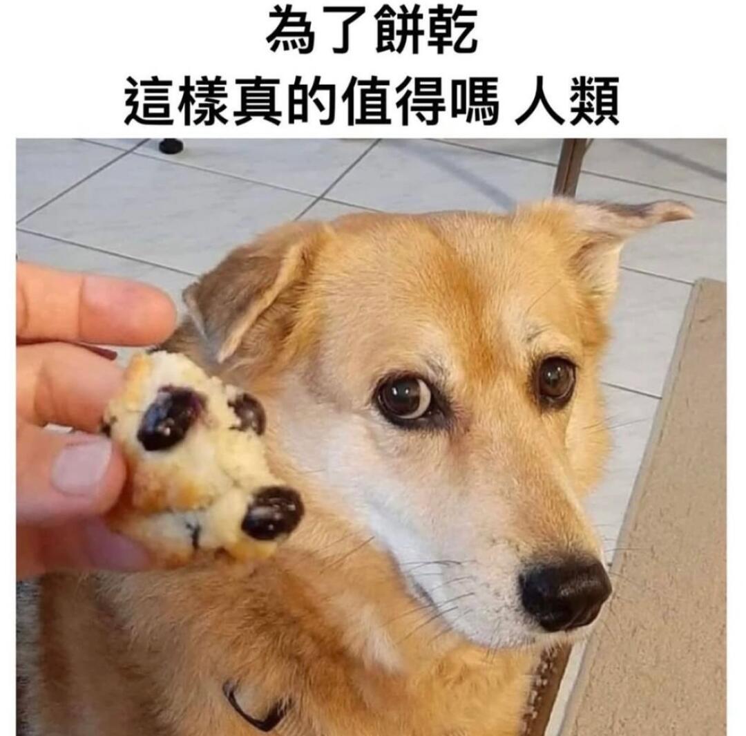 🦉搞笑梗图memes
