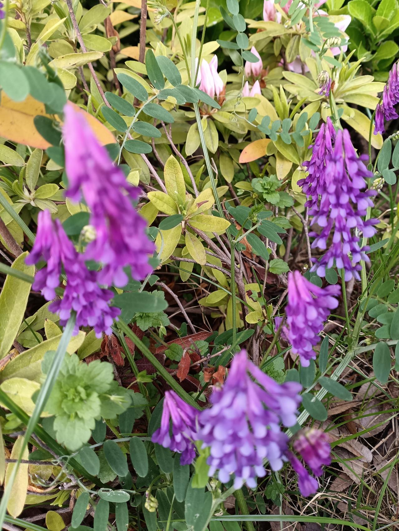 紫苕缀春
 
纤蔓低垂缀紫英，
嫩叶青翠伴岩生。
山野自守幽芳志，
不负春风一段
