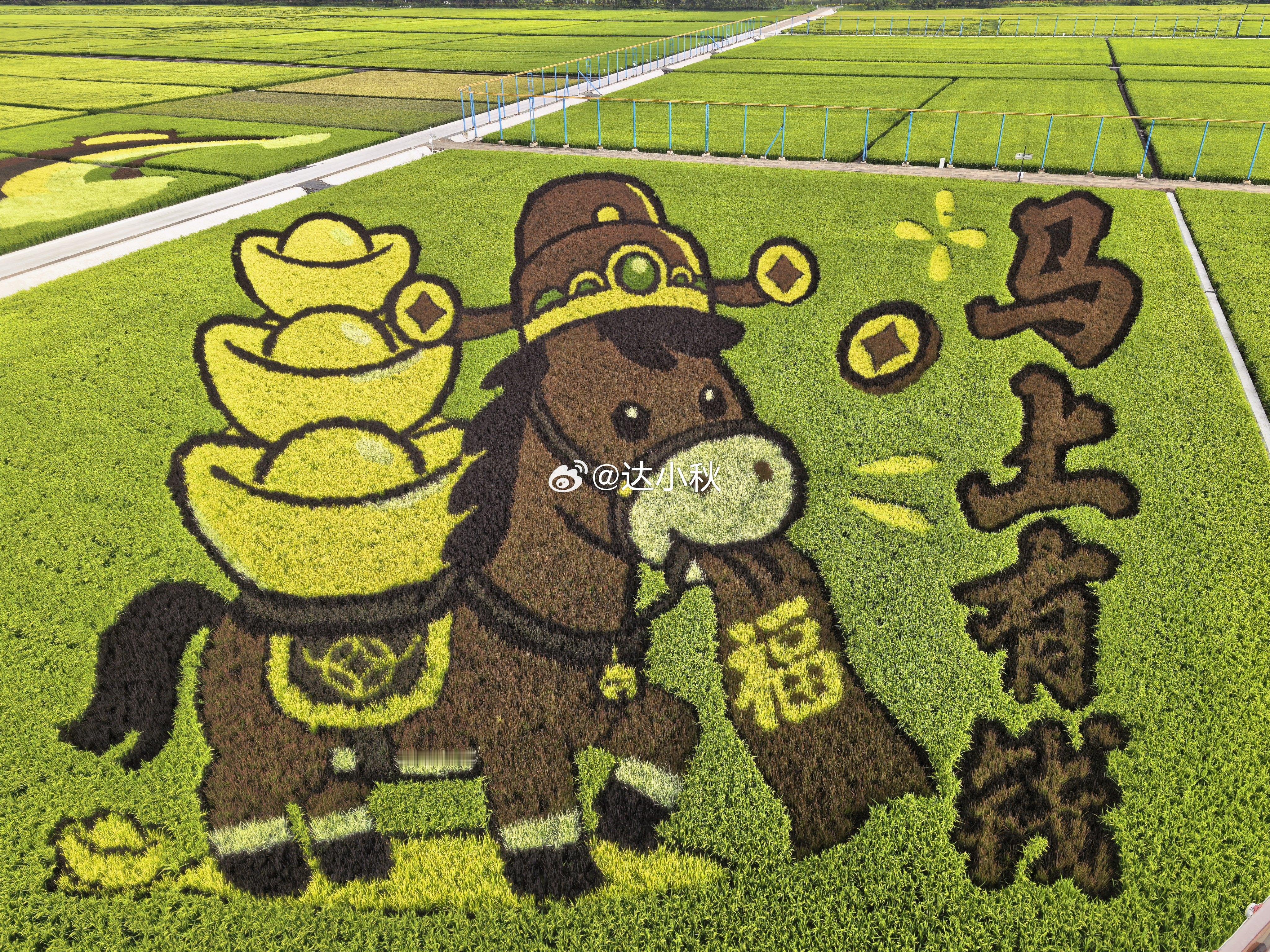 很早就知道闫家岗这里有个稻田画没想到稻田画做的还是很精致的这里的环境和空气也都不