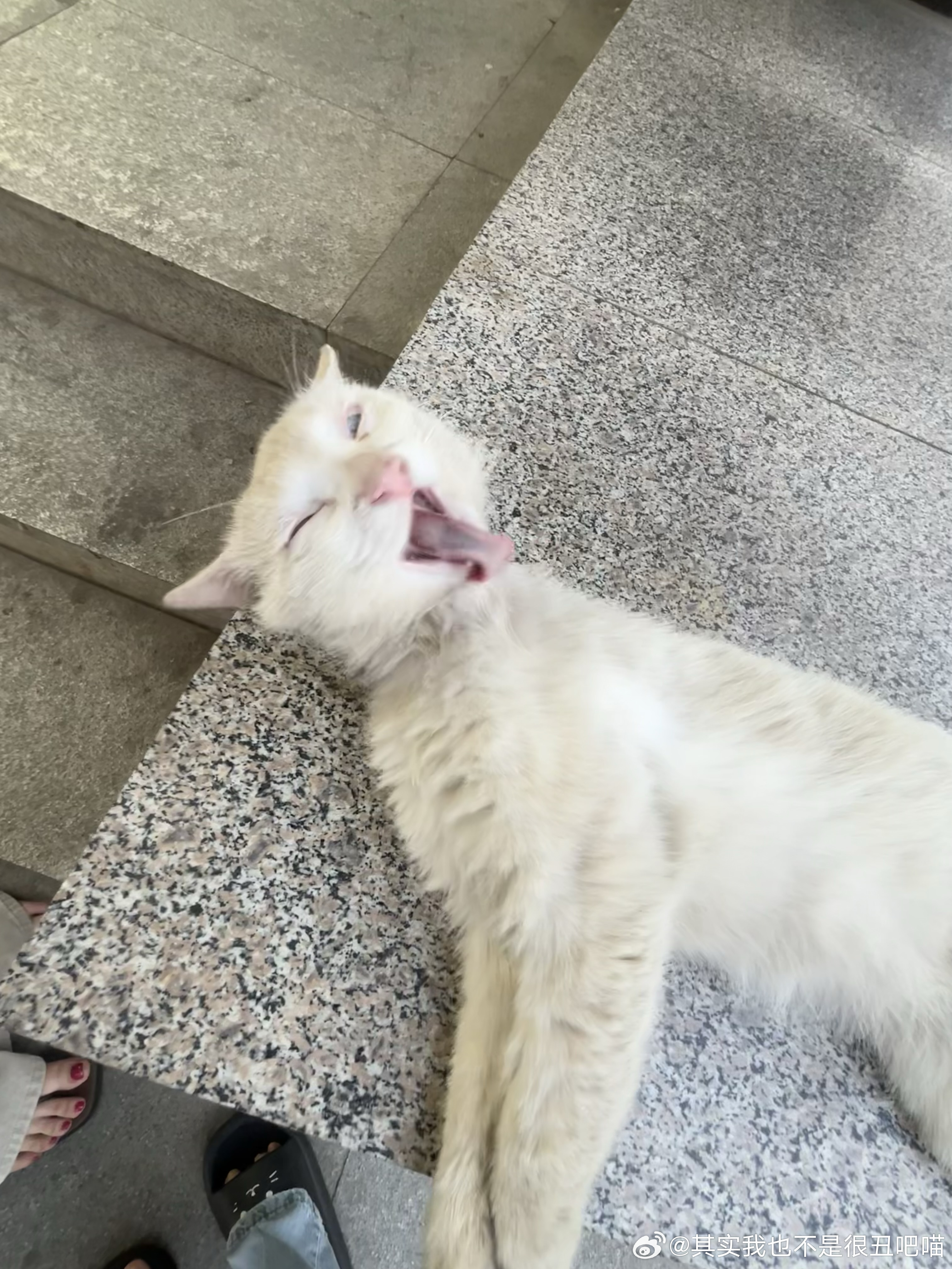 49201【丑猫】她自己舔毛舔成这样的 