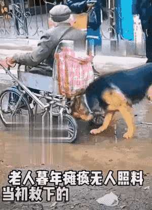 全网都被感动了[心]两年前，老人救下了一条流浪的小奶狗。老人对小狗特别疼爱，自己