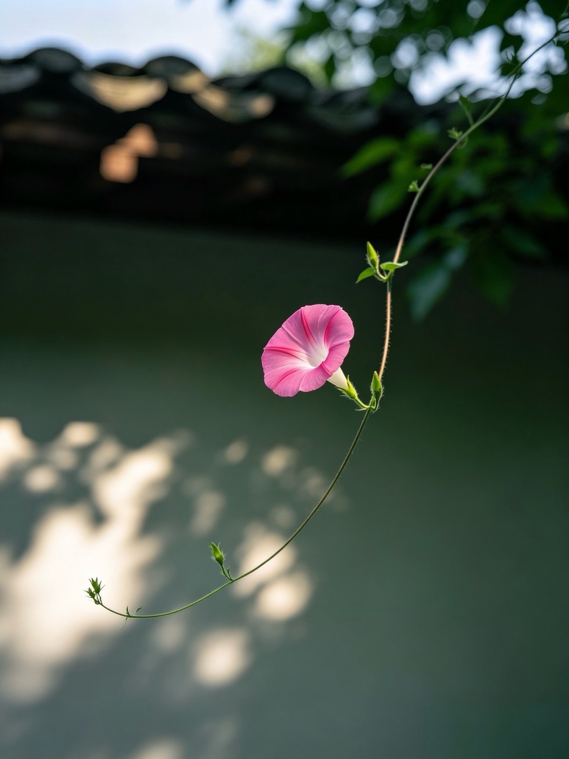 古墙瓦下，牵牛花自在舒展 