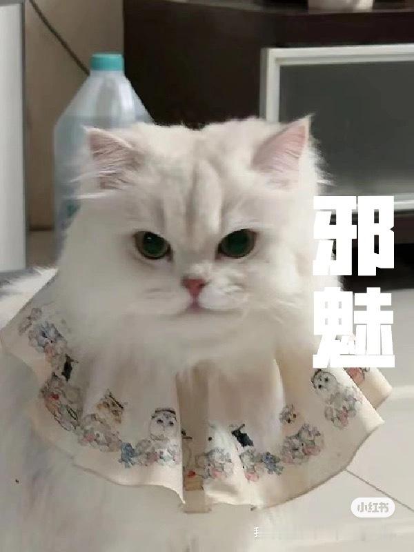 小猫咪到底有几副面孔#英国长毛猫##辣椒家新家回访##银渐层# ​​​