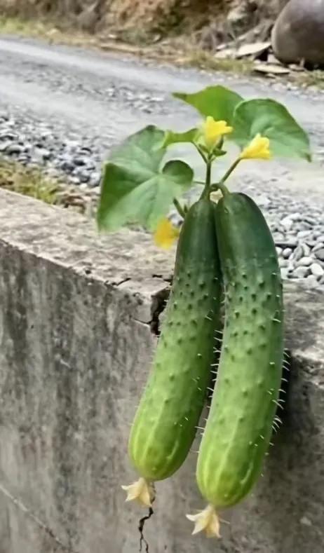 这颗黄瓜苗真给力！
它是别人随意丢掉的种子。没有深耕的沃土扎根、没人灌溉、它仅靠