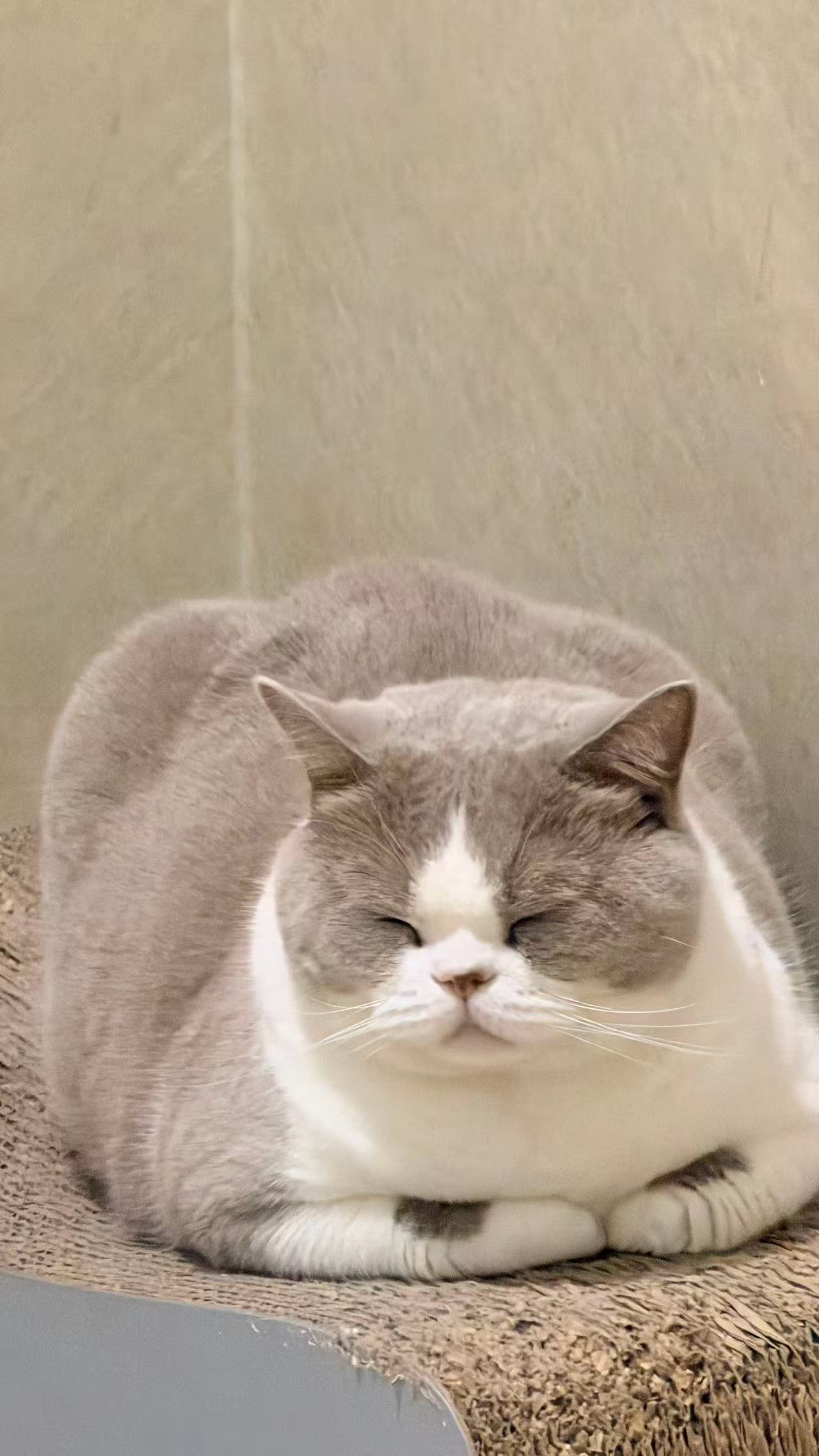 从此不敢直视白色缅因猫哈哈哈哈，为什么这么对待一只小猫？所以福满兜有没有对应的拟